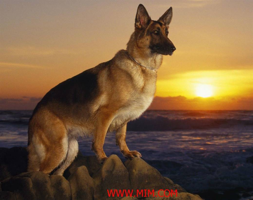 German Shepherd Top Interesting Facts About German Shepherd Info Master News