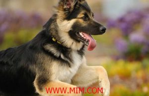 Dog breed, dog, birds, uk breed, uk dog breed, breed, Hound, Breed, Dog Breeds list, dog, beautiful dog breed, shih_ tzu dog