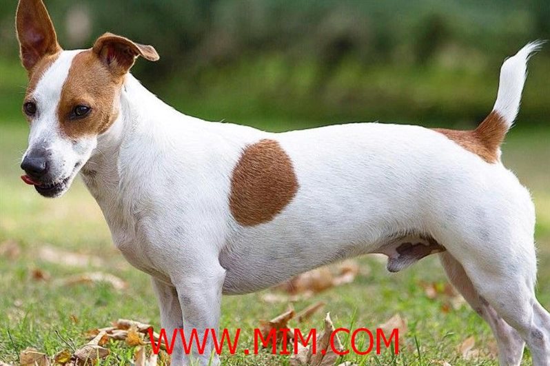 Dog breed, dog, birds, uk breed, uk dog breed, breed, Hound, Breed, Dog Breeds list, dog, beautiful dog breed, shih_ tzu dog