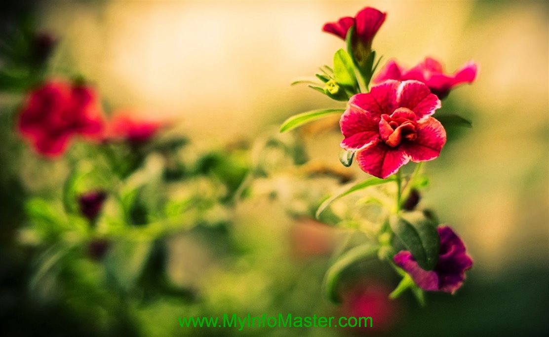 flowers, beautiful flowers, garden flowers, home garden, gardening, flower tips, gardening tips, beautiful garden, flowers list