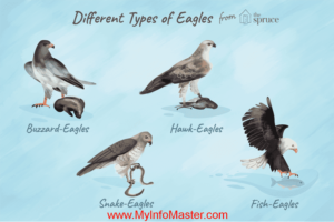 Eagle, gable eagle, harpyeagle, eaglehunting, blackeagle, hasteeagle, seaeagle, flyingeagle Biggest eagle, eagle owl, eagle brand recipes, eagle artwork