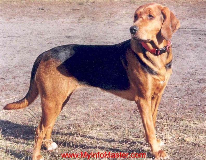 hound breed, hound group, akchound group, hound group dogs, dogswith hound in name, groupof hounds, crufts whippetbreed group, shound group crufts 2020