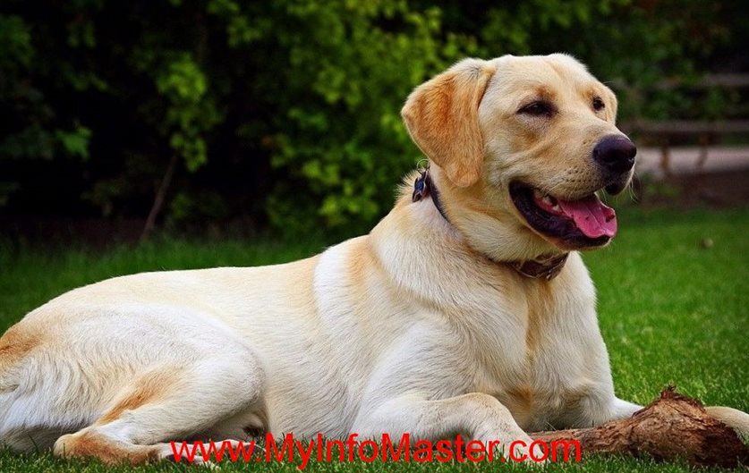 sporting group, sporting dogbreed group, nonsporting dogs, akcherding group, akcsporting group, nonsporting dog group, akc nonsporting group