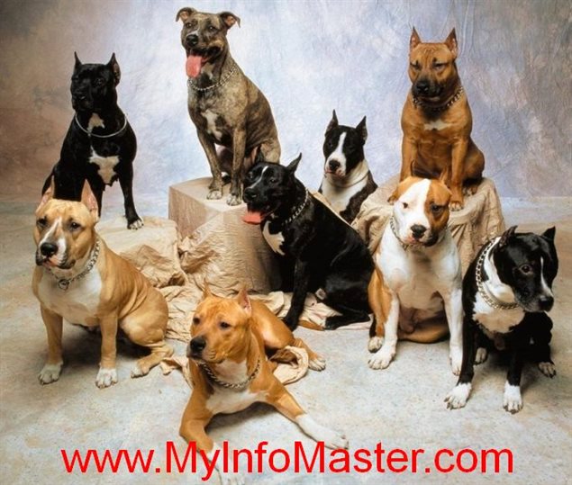 dog breeds, dogs, diy dog, diy dog kennel, dog loss, dog eats, dog and cats together, healthy dog, house dogs breeds, diy for dog