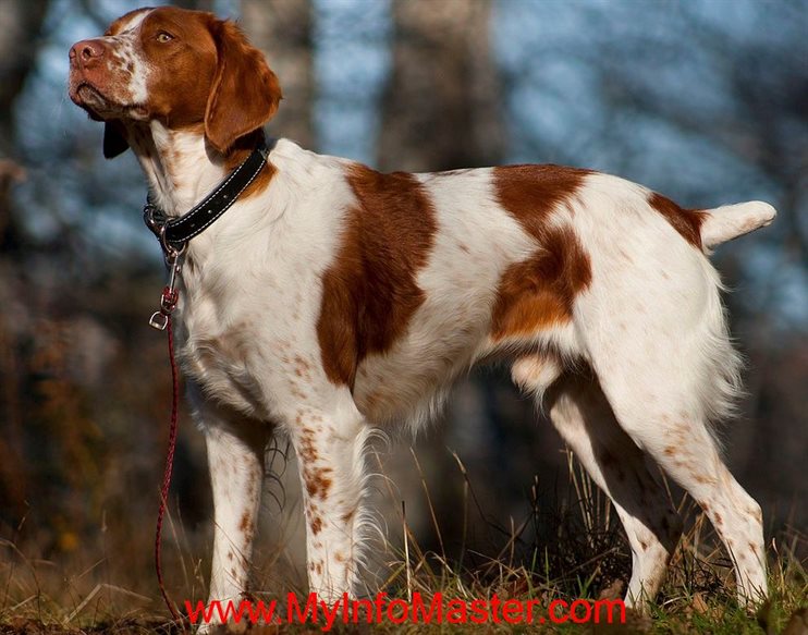 #sporting dogbreed group #nonsporting dogs #akcherding group #akcsporting group #nonsporting dog group #akc nonsporting group #akcsporting dogs #akc nonsporting #2020westminsterhound group #herdinggroup of dogs #list of non-sporting group #nationaldog show herdingroup 2020 #sporting breed of dogs