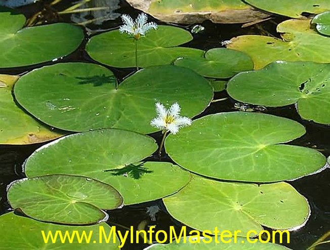 aquatic, aquatic flowers, duckweed, hydrilla, salvinia, vallisneria, hydrilla plant, underwater plants, water lettuce, Pondweed, potamogeton