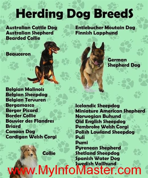 herding dog, herding breed, breed, herding, cane corso, bullmastiff, irish wolfhound, terrier ,leonberger, saint Bernard,
