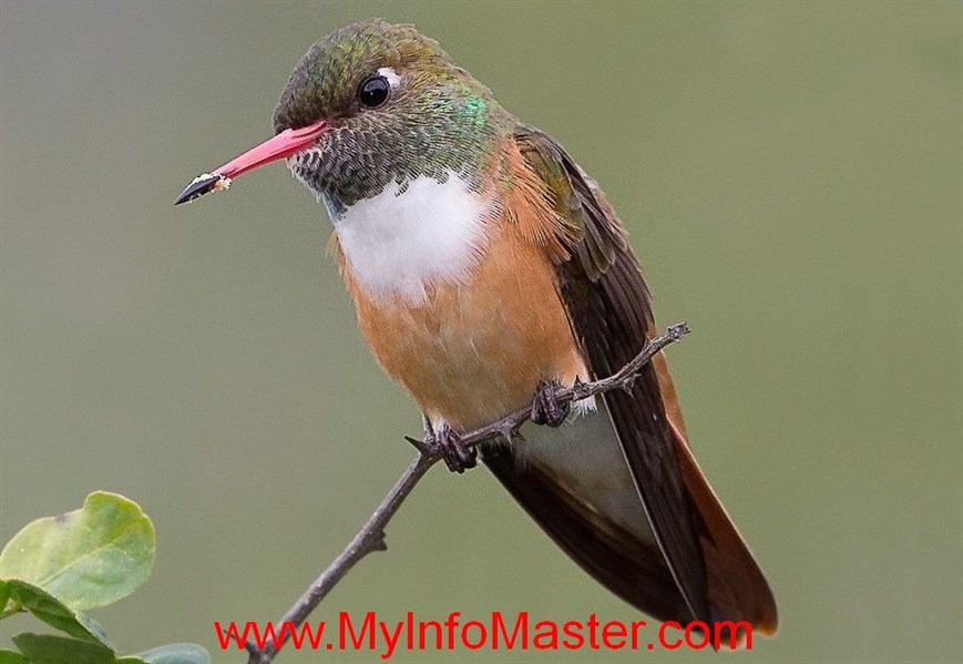 Bird, hummingbird, hummingbird species, ruby throated hummingbird, anna’s hummingbird, rufous hummingbird, topaz hummingbird