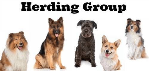 herding dog, herding breed, breed, herding, cane corso, bullmastiff, irish wolfhound, terrier ,leonberger, saint Bernard,