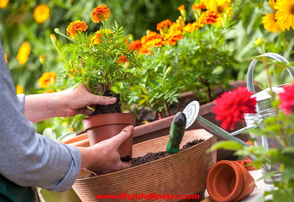 Gardening, gardening instruction, gardening tips, smallhome garden, gardening inpots, courtyardgardens, landscape, cheerfulness, edible garden