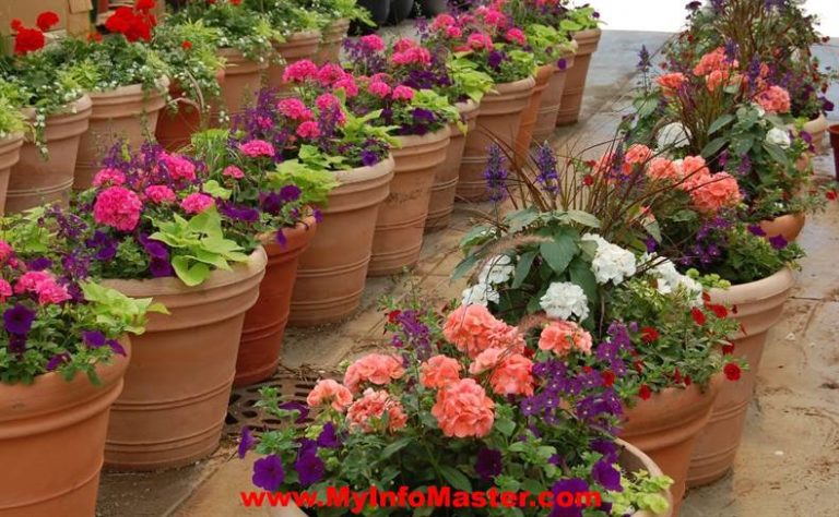 Gardening, gardening instruction, gardening tips, smallhome garden, gardening inpots, courtyardgardens, landscape, cheerfulness, edible garden