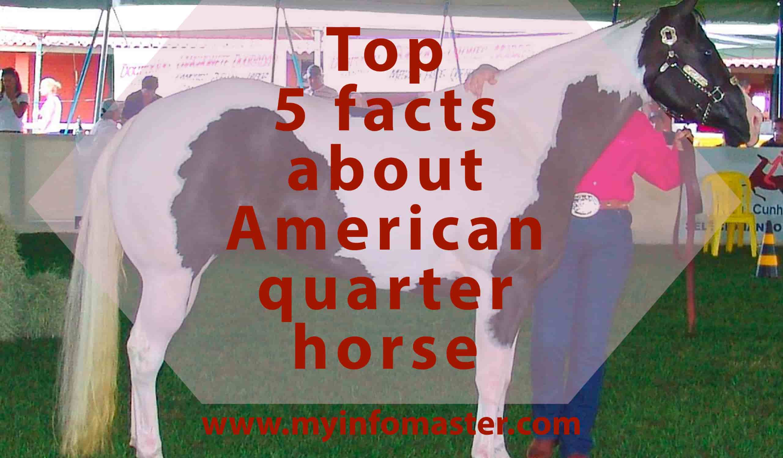 american quarter horse, aqha, quarter horse congress 2020, american quarter horse for sale, quarter horse associat, ionkuda american quarter, american paint