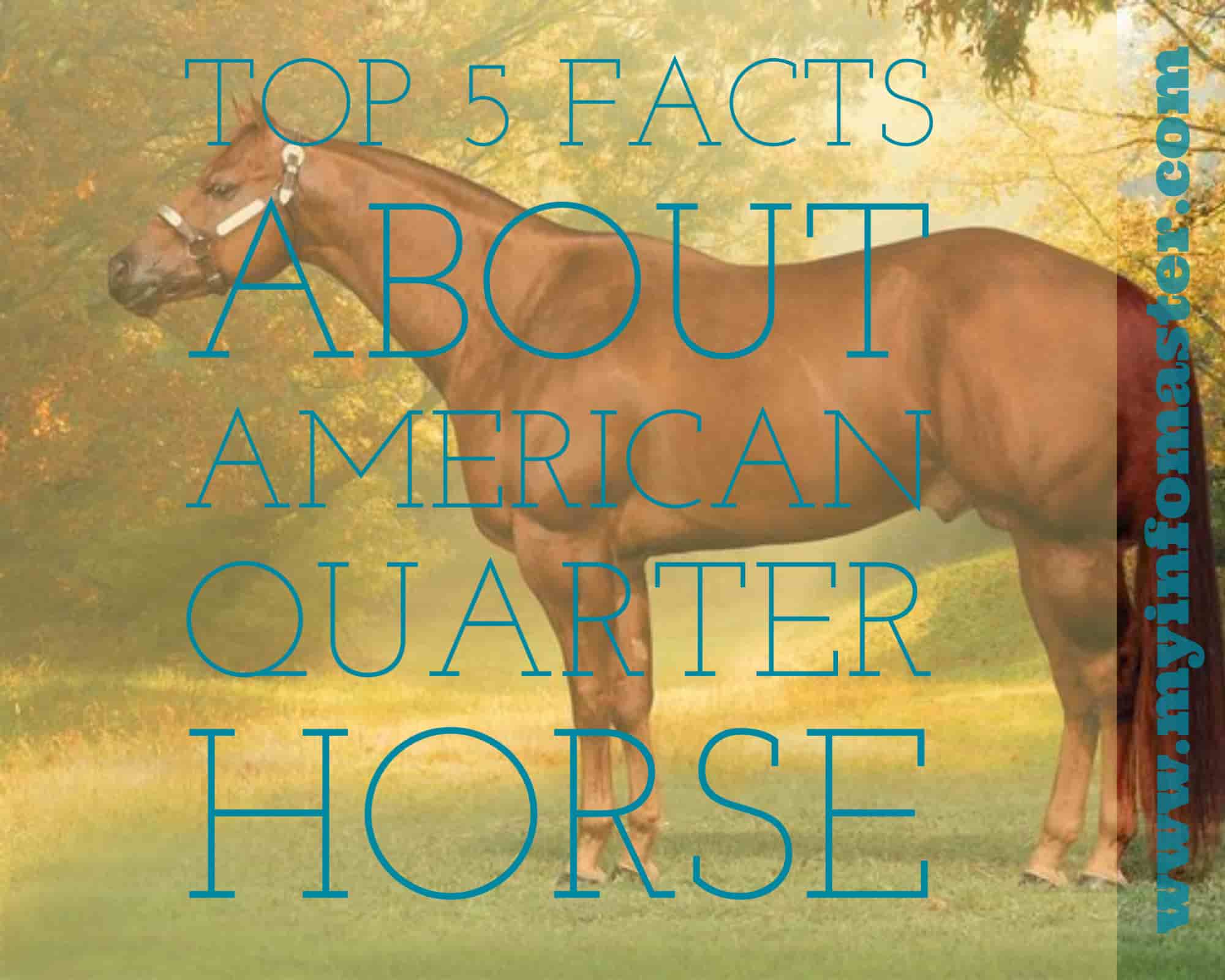 american quarter horse, aqha, quarter horse congress 2020, american quarter horse for sale, quarter horse associat, ionkuda american quarter, american paint