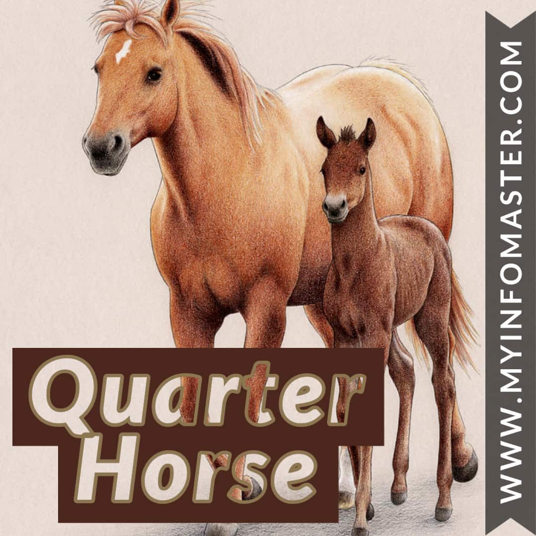 arabian horse, percheron shire, horse quarter, horse akhal teke, clydesdale horse, paint horse, palomino horse, friesian american quarter