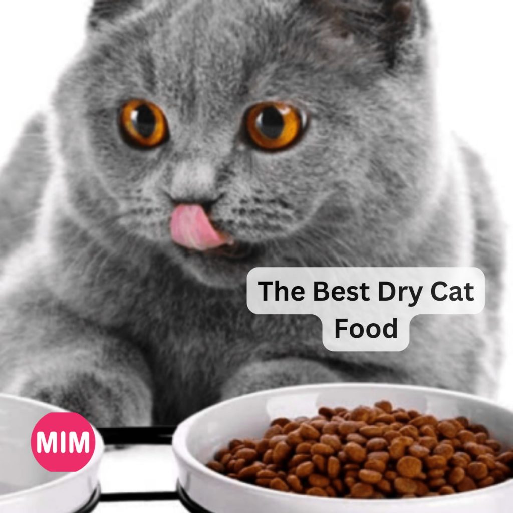 Best Dry Cat Food, cat food, Royal Canin Dry Cat Food, Blue Buffalo Dry Cat Food, Iams Proactive Health Dry Cat Food