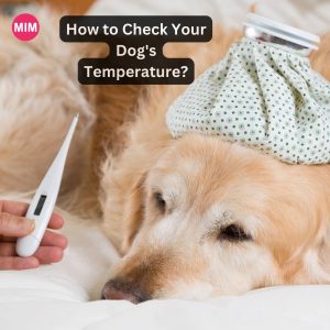 Dogs Temperature, Dogs rectal Temperature, Dogs normal Temperature, Dogs thermometer