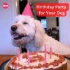 Dog Birthday Party, Dog Birthday Party idea, Dog Birthday Party tips, doggy friendly beverages, dog a special present, dog owners