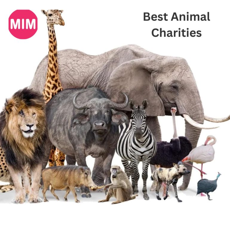 Best Animal Charities, Animal Charities, Animal Charities in World, Animal Society, top Animal Charities, Animals, World Wildlife Fund