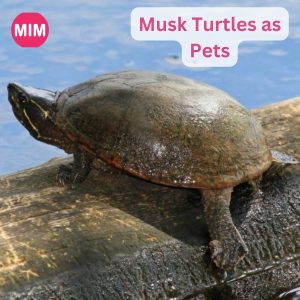 Musk Turtles as Pets, musk turtle pets at home, musk turtle, Turtles, Turtles in home, musk turtles diet