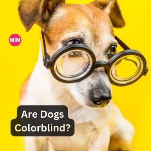 Are Dogs Colorblind, Color Blindness in Dogs, Dog's Color Vision, Color Vision in Dogs, Myth of Dog Colorblindness