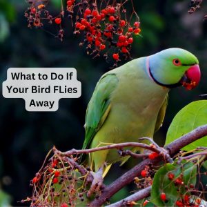 What to Do if Your Bird Flies Away, Bird Flies Away, Reasons Why Birds Fly Away
