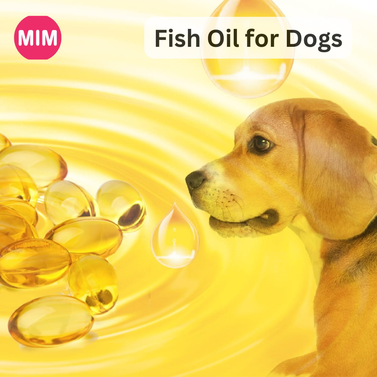 Fish Oil for Dogs, Best fish oil brands for dogs, Best fish oil for dogs, types of Best fish oil, Benefits of fish oil for dogs, Benefits of fish oil
