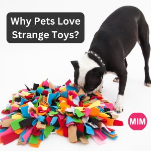 Pets Love Toys, why Pets Love Toys, Pets love strange toys