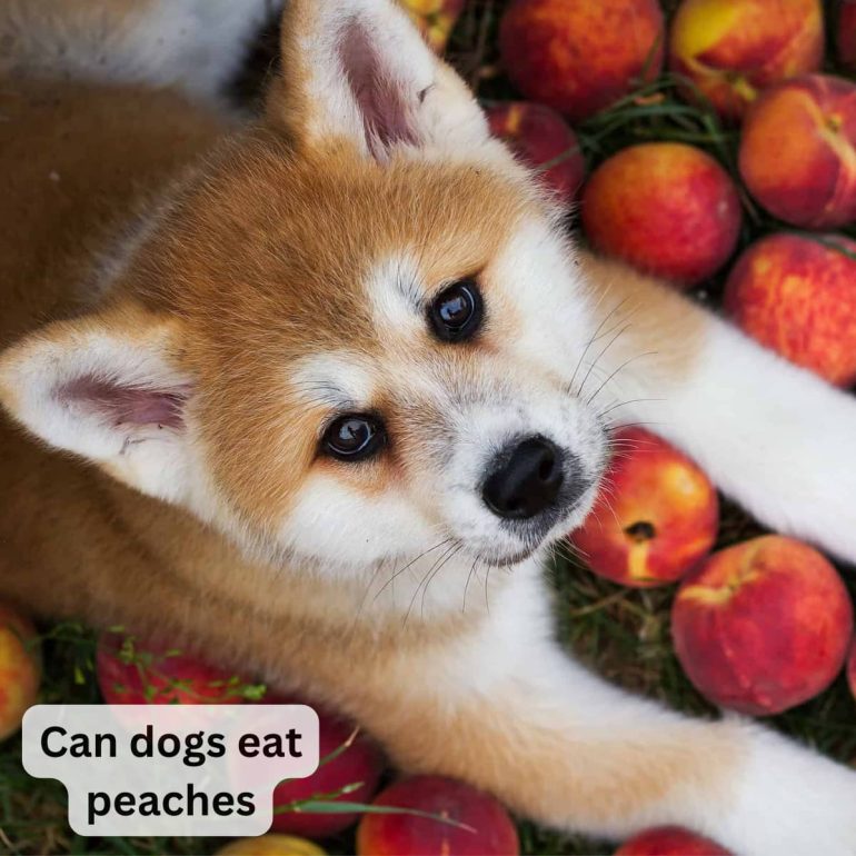 can dogs eat peaches uk, Are Peaches Safe for Dogs, dogs eat peaches, dogs, can dog eat peach skin