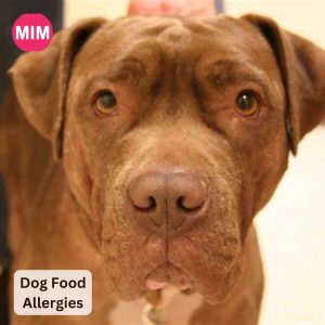 Dog Food Allergies, cause allergies in dogs, Best dog food brands for allergies, dog food, dog food for allergies, most common allergens in dog
