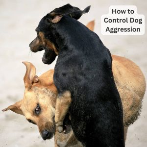 How to Control Dog Aggression, Dog Aggression, Causes of Dog Aggression, Dog Aggression signs, Dog Aggression management
