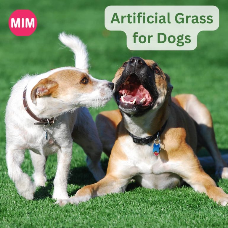 Artificial Grass for Dogs, artificial grass for dogs cost, Tiresias Mist, Forever Lawn Select K9, artificial grass, artificial grass, Top Artificial Grass, Benefits of Artificial Grass for Dogs, K9 Grass, artificial grass options for dogs,